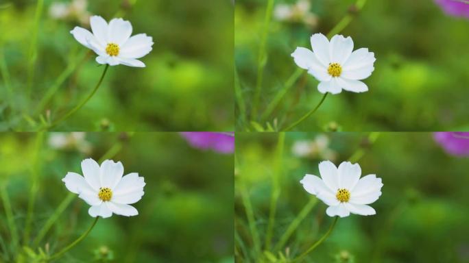 美丽的白色宇宙花朵盛开在田野里。白色的波斯菊花在风中摇曳。墨西哥紫苑植物特写