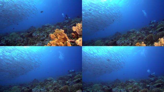 雪佛龙梭子鱼学校与珊瑚礁和潜水员的水下拍摄