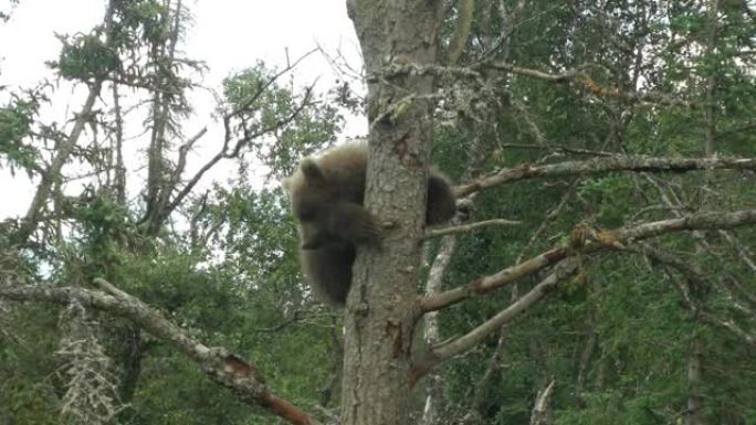 小灰熊躺在树上，布鲁克斯瀑布