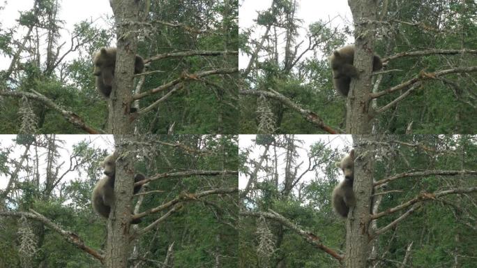 小灰熊躺在树上，布鲁克斯瀑布
