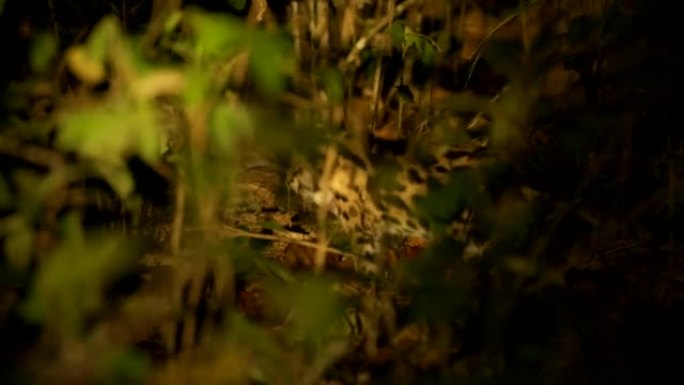 夜间森林里的豹猫场景