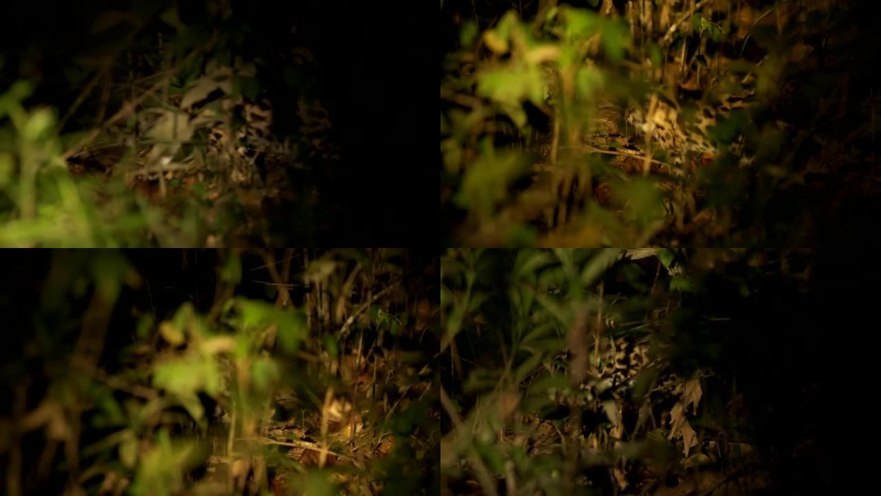 夜间森林里的豹猫场景