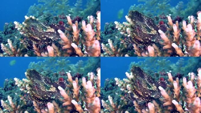 棕叶鲉鱼坐在acropora珊瑚的顶部