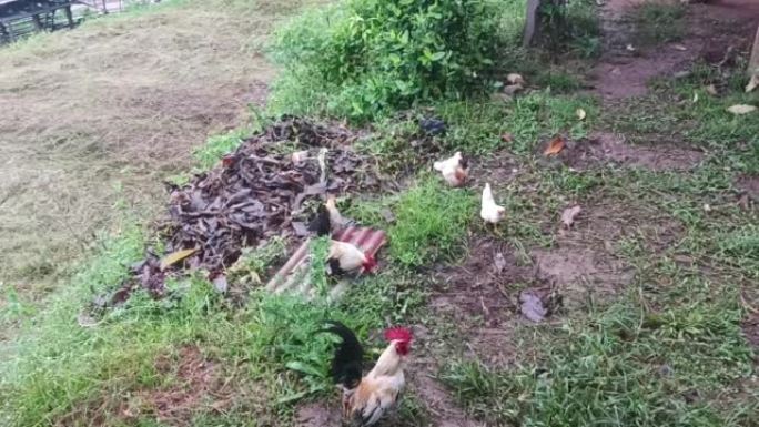 在泰国北部的一个稻田里叫鸡，清迈。小鸡和鸡快乐妈妈。母鸡在乡下的大自然中。
