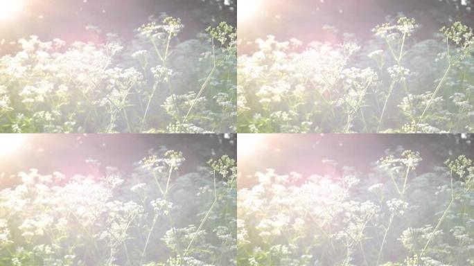 电影拍摄，田野里有白花的背景。夏季魔术灯