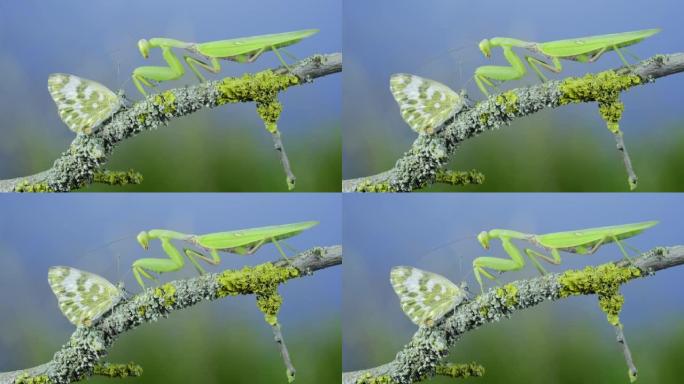 绿色螳螂的特写镜头坐在树枝上，看着蝴蝶。外高加索树螳螂 (Hierodula transcaucas