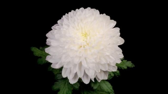 美丽的白菊花开花开延时花盛开花开特写