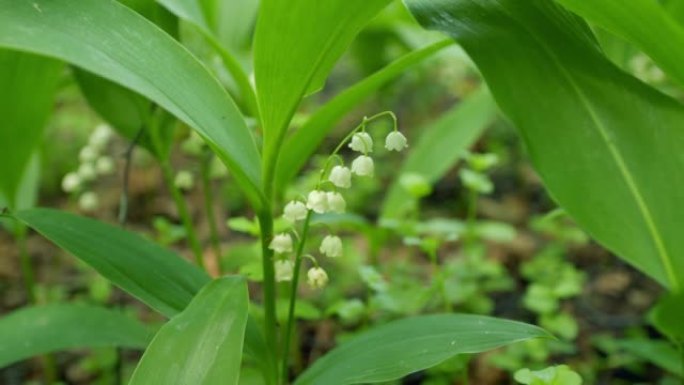 山谷百合的花。精致芬芳的花朵绽放。Convallaria majalis。静态视图。