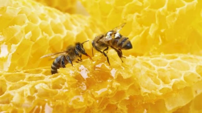两只蜜蜂在蜂巢中爬行，并在蜂巢中加工花蜜。蜜蜂蜂蜜的生产