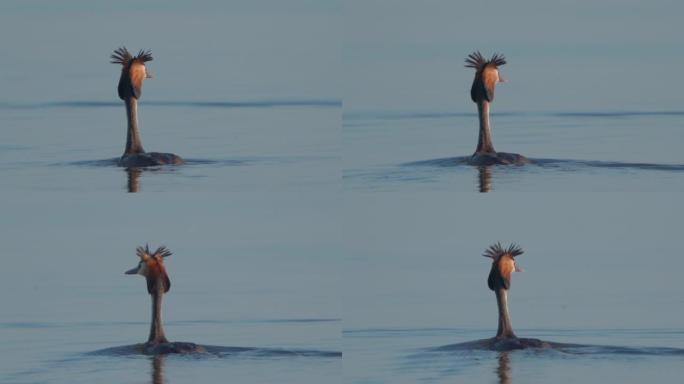 在一个阳光明媚的夏日早晨，鸟冠冠 (Podiceps cristatus) 在湖上游泳。