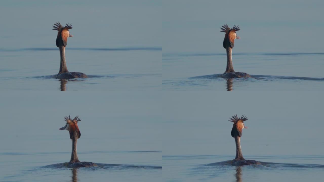 在一个阳光明媚的夏日早晨，鸟冠冠 (Podiceps cristatus) 在湖上游泳。