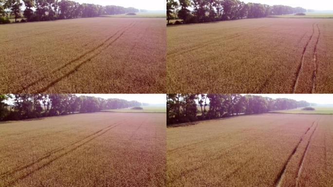 在阳光明媚的夏日，空中无人机在田间的麦穗穗上飞行，麦田里有成熟的谷物。阳光眩光。农业麦田。美丽的农业