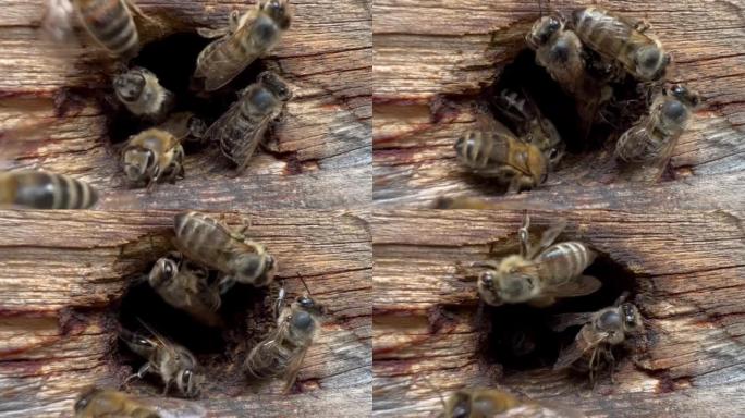 蜂巢中蜜蜂的视频微距拍摄。蜜蜂进入蜂巢小开口的超慢动作