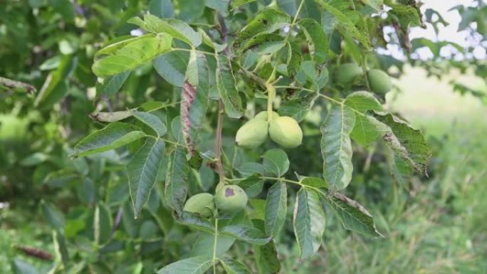 绿色生熟核桃在家庭花园中间绿色外壳的树枝上。核桃水果。核桃是胡桃科胡桃属的任何树木的坚果。