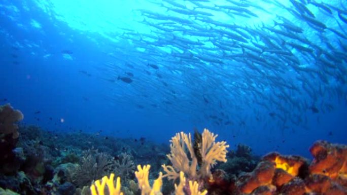 雪佛龙梭子鱼学校与珊瑚礁的水下拍摄