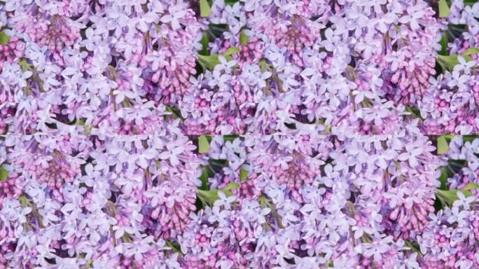 春天花园里的丁香花。春季紫丁香紫罗兰花。美丽芬芳的小花。时间流逝。