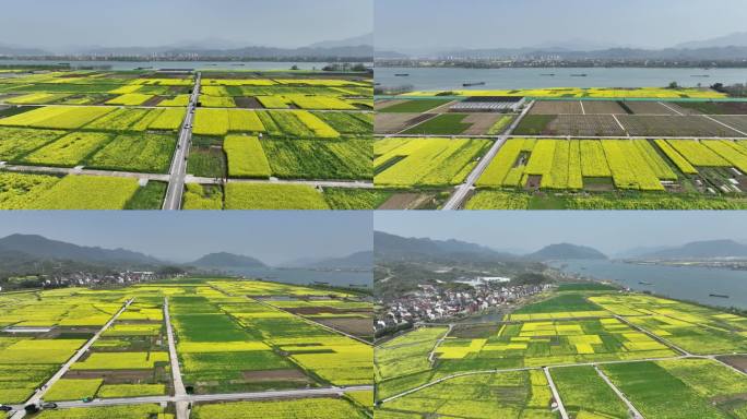 富阳美丽乡村油菜花花田