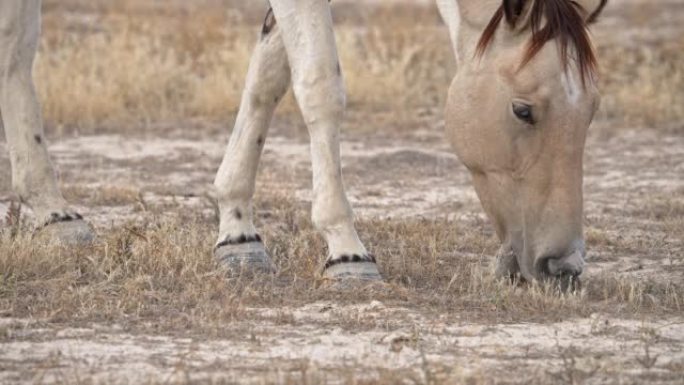 近距离观察在沙漠干草上放牧的马