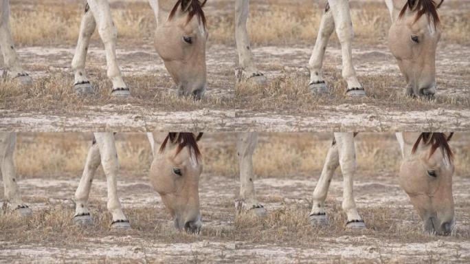 近距离观察在沙漠干草上放牧的马