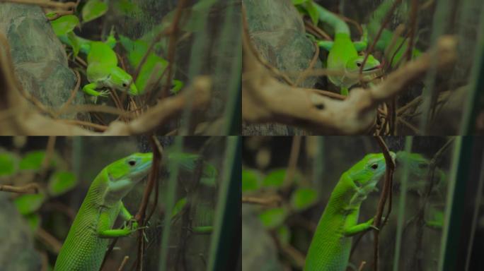 Close up: mall green lizard slowly crawling on woo