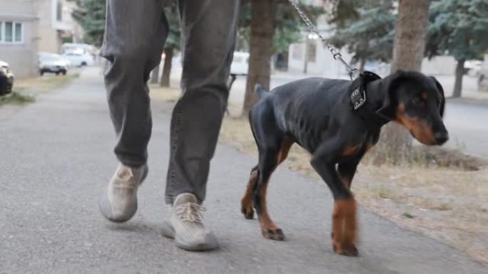 一只黑色杜宾犬幼犬的主人在露天人行道上用银链牵引着他的狗。纯种狗的概念及其内容。慢动作