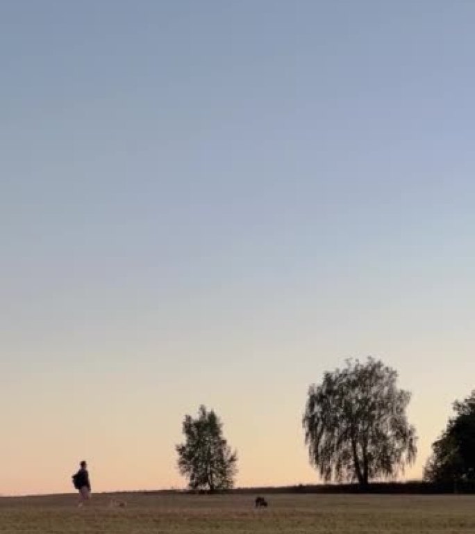 日落时两只狗在田野里奔跑时，一个男人走路的美丽镜头