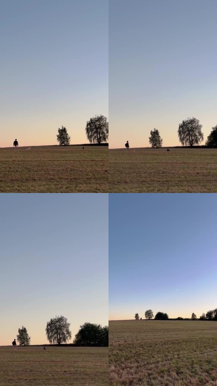 日落时两只狗在田野里奔跑时，一个男人走路的美丽镜头