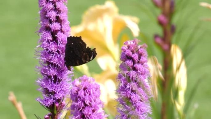 Butterfly on a purple flower