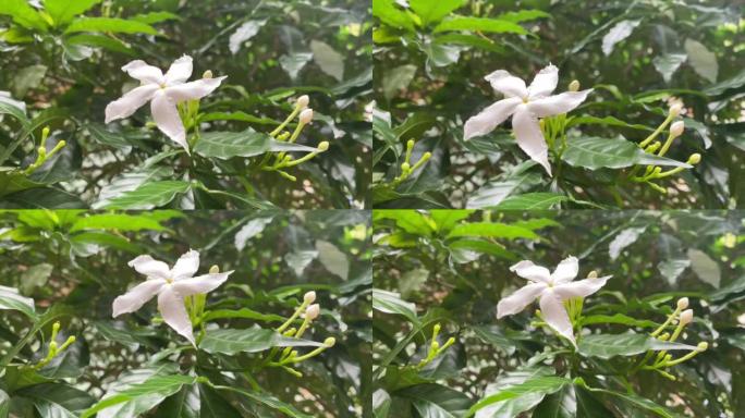 五瓣白花盛开，颜色白色，小五瓣带黄色花粉
