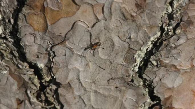 在爱沙尼亚的松树上爬行的小虫子