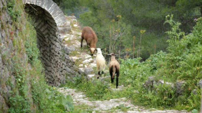 阿尔巴尼亚村庄的绵羊