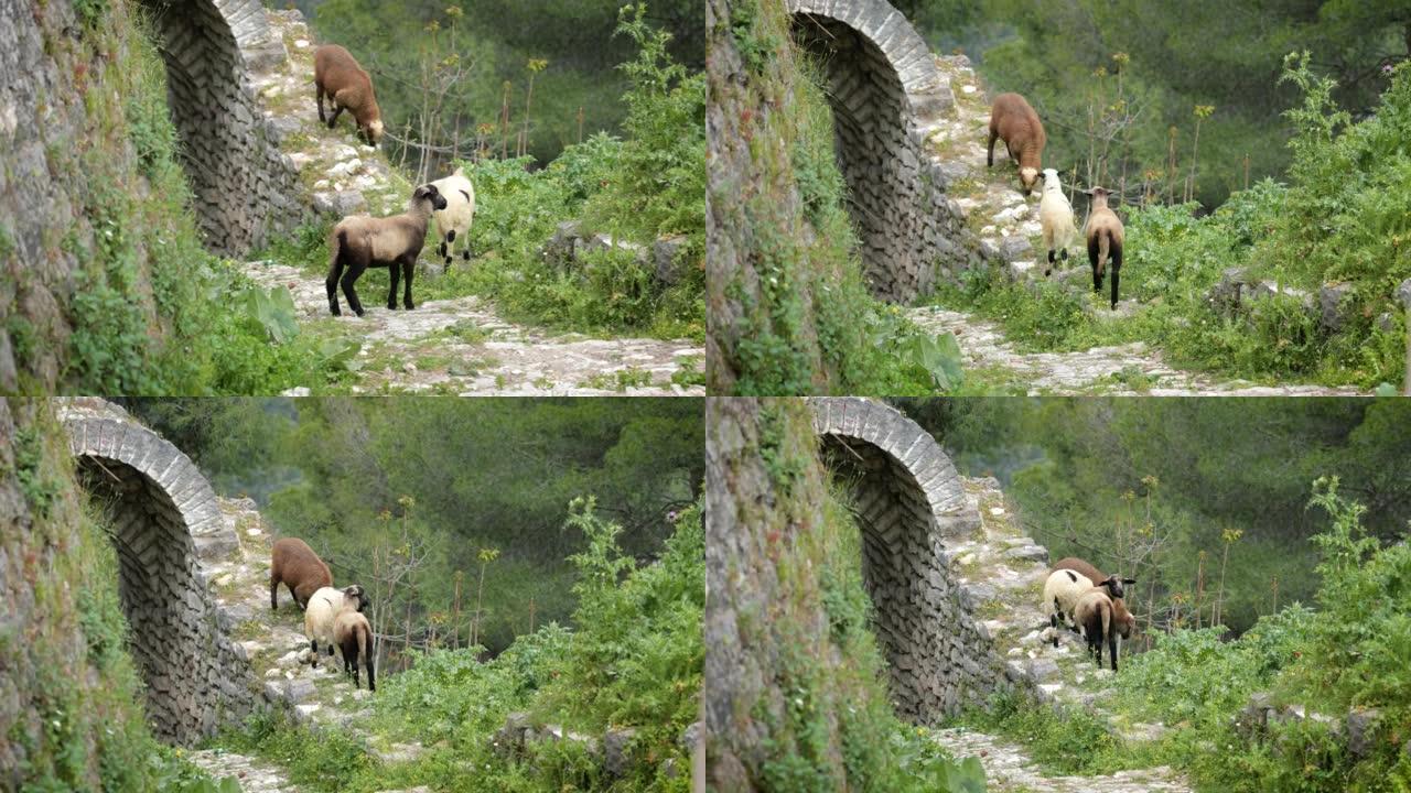 阿尔巴尼亚村庄的绵羊