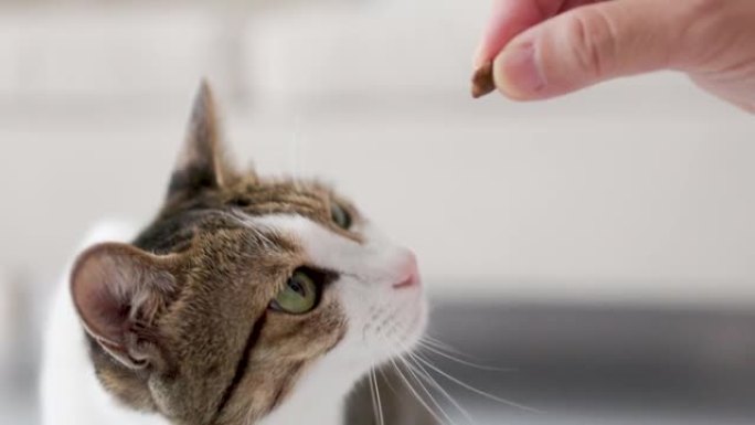 猫在地板上吃食物猫在地板上吃食物