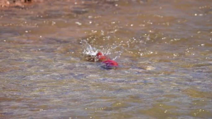 Kokanee鲑鱼在犹他州火红峡谷的绵羊溪中产卵