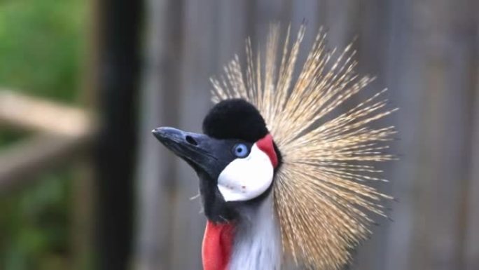 接近灰色冠鹤。鹤科的一种鸟类，Gruidae。发现于非洲东部和南部，是乌干达的国鸟。