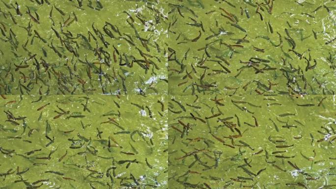 海洋上的学校鱼类在绿色水中的海洋生活