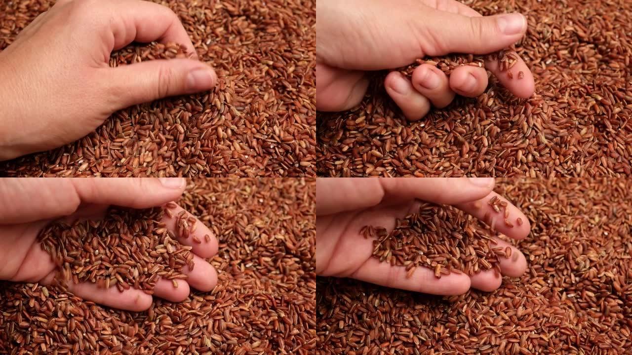 一把干红米。人手中的长糙米。特写。谷物掉落倒了一堆。世界危机，出口，进口。收获问题，制裁。价格上涨和