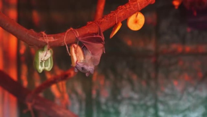 一只小蝙蝠在玻璃外壳的树枝上吃水果。