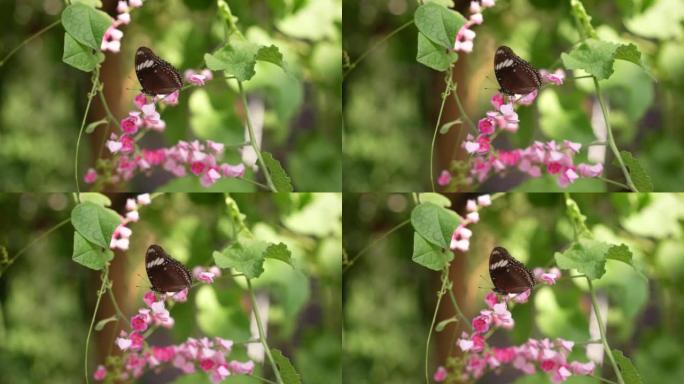 蝶形蝴蝶 (Parthenos sylvia) 的快船物种