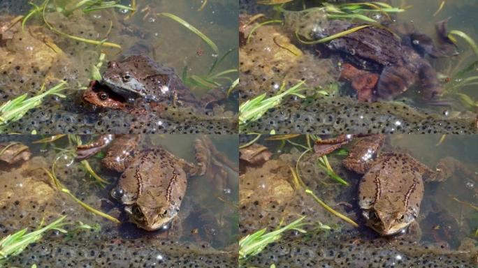 普通蛙 (Rana temporaria) 的三个标本，也被称为欧洲普通蛙，在带有山蛙卵的池塘中。复