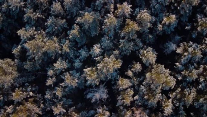 农村积雪中的老松树森林的自上而下的镜头