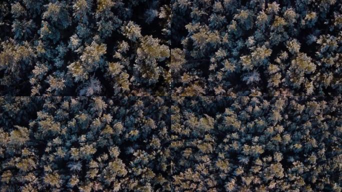 农村积雪中的老松树森林的自上而下的镜头