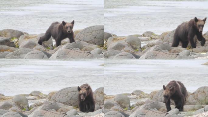 年轻的熊沿着海滩散步。库纳希尔岛
