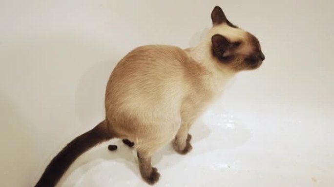 浴室里的厕所猫。猫在浴室里撒尿、拉屎和耙。