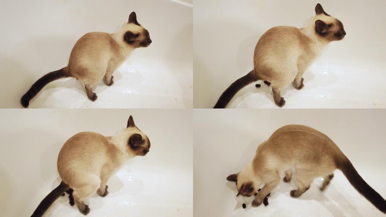 浴室里的厕所猫。猫在浴室里撒尿、拉屎和耙。