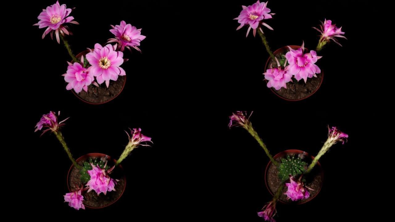 四朵红色仙人掌花从全花开花到同时褪色的延时镜头，在黑色背景上隔离，4k顶视图视频，特写b卷镜头。