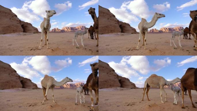 一群骆驼在瓦地朗姆酒沙漠的橘红色沙滩上行走，山脉背景