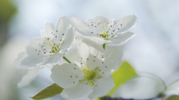 梨树花开 春分 洁白