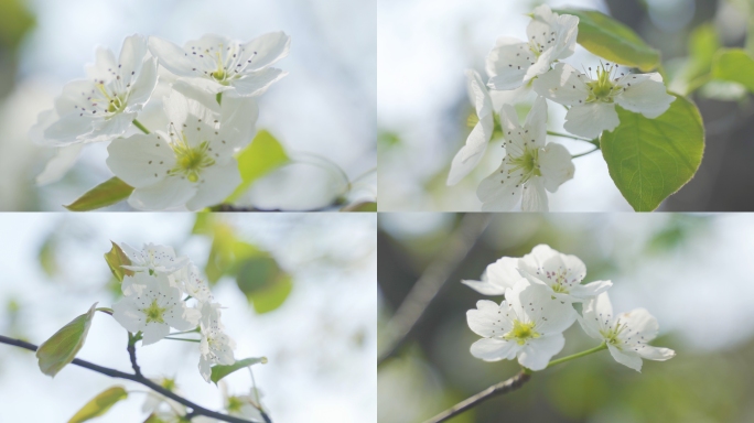 梨树花开 春分 洁白