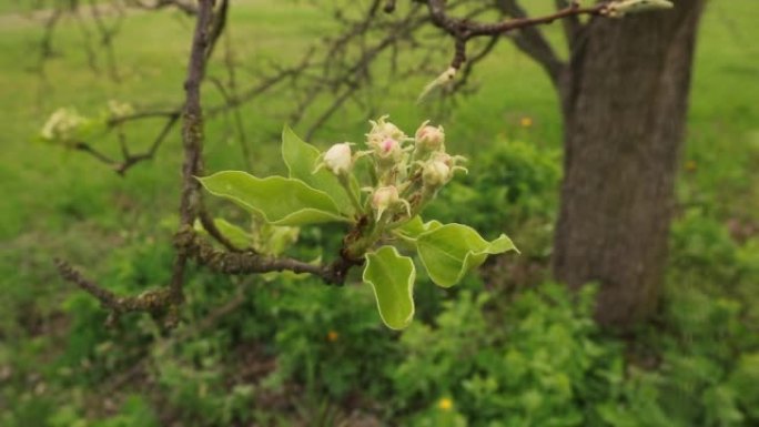 早春的苹果树幼花。